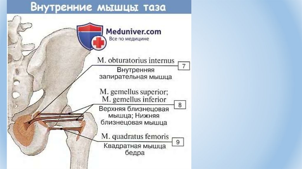 Внутренние тазовые мышцы. Мышцы таза анатомия внутренняя группа. Мышцы тазового пояса анатомия. Внутренняя и наружная запирательная мышца бедра. Внутренняя запирательная мышца, m. obturatorius internus.