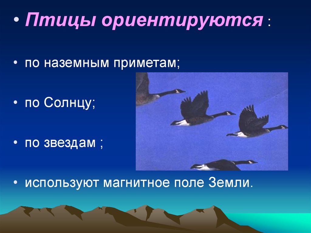 Жизнь мигрирующих птиц. Как птицы ориентируются в пространстве. Сезонные миграции птиц. Как птицы ориентируются при перелете. Ориентация птиц в пространстве.