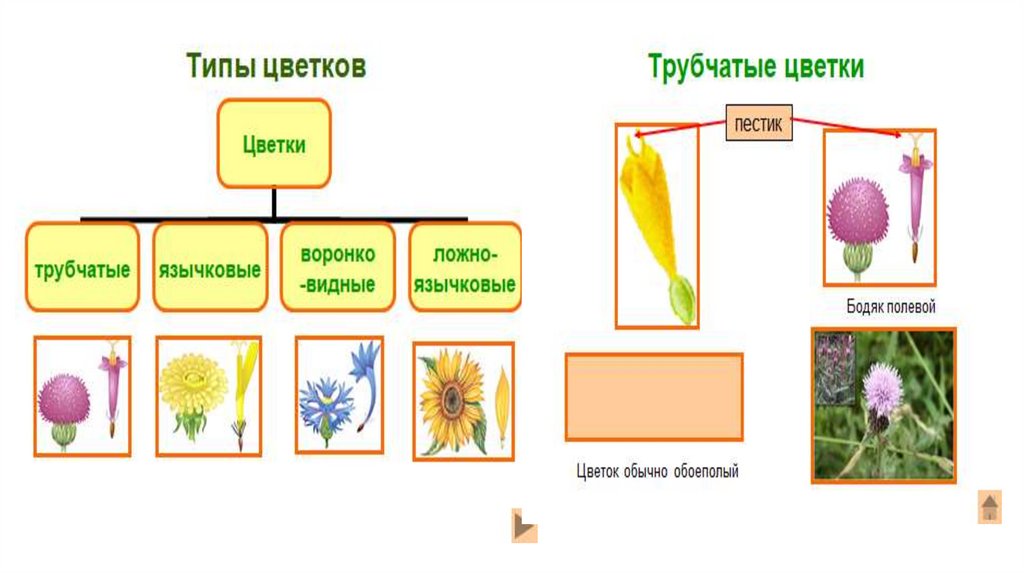 Подсолнечник двудольное растение. Одуванчик однодольное или двудольное растение. Календула однодольное или двудольное растение. Класс двудольные 7 столбик. Какое растение относится к двудольным Ирис Мак лук или Ландыш.