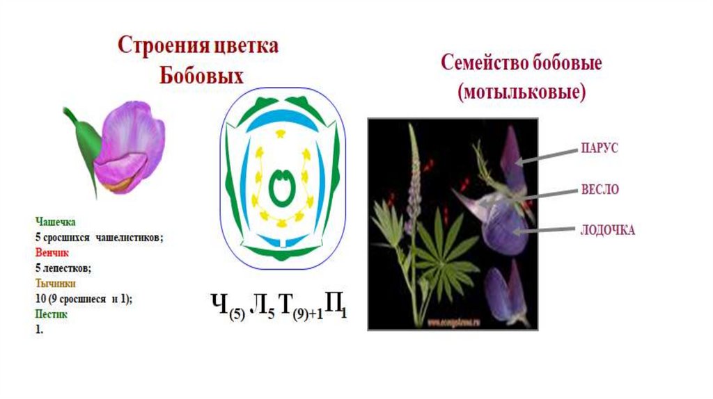 Строение растения 6 класс биология тест