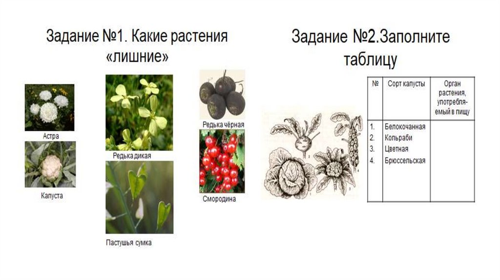 Тест по теме семейства. Лекарственные растения из класса двудольные. Семейство двудольных растений таблица 6 класс. Представители кормовых культур Розоцветные.