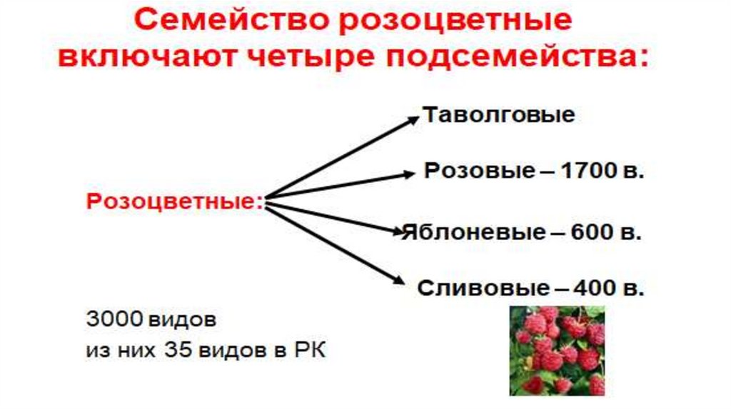 Класс двудольные семейство розоцветные 6 класс презентация