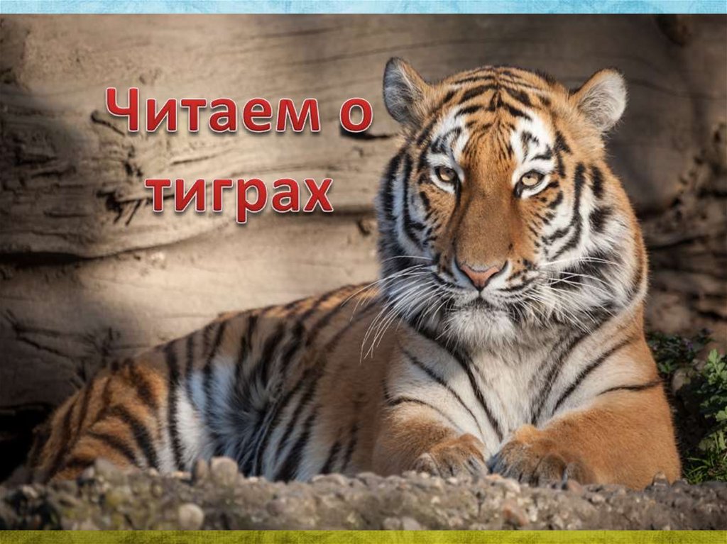 Читаем о тиграх - презентация онлайн