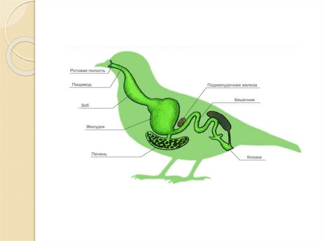 Что находится в мускульном желудке птицы. Строение пищеварительной системы голубя. Схема строения пищеварительной системы птиц. Пищеварительная система птиц 7 класс биология. Внутренне строение пищеварительной системы птиц.