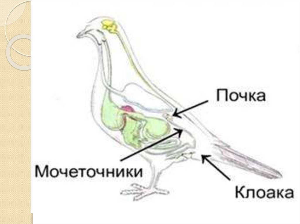 Птицы выделяют. Строение выделительной системы птиц. Схема строения выделительной системы птиц. Выделительная система птиц схема. Внутреннее строение птиц выделительная система.