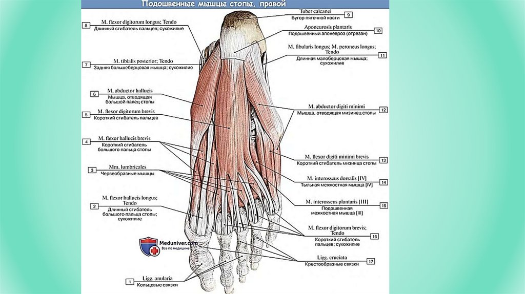 Медиальная мышца стопы. Тыльные межкостные мышцы стопы функция. Короткий сгибатель пальцев стопы анатомия. Червеобразные мышцы стопы анатомия. Мышцы подошвы стопы медиальная группа.