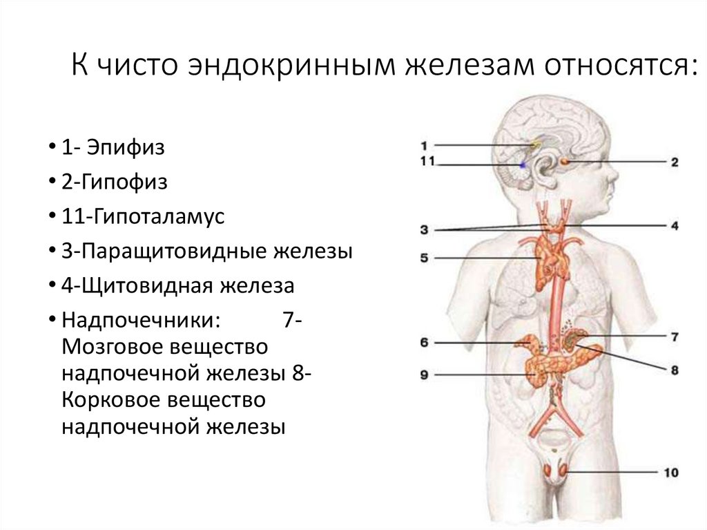 К эндокринным железам относятся. Чисто эндокринные железы. Детские железы внутренней секреции.