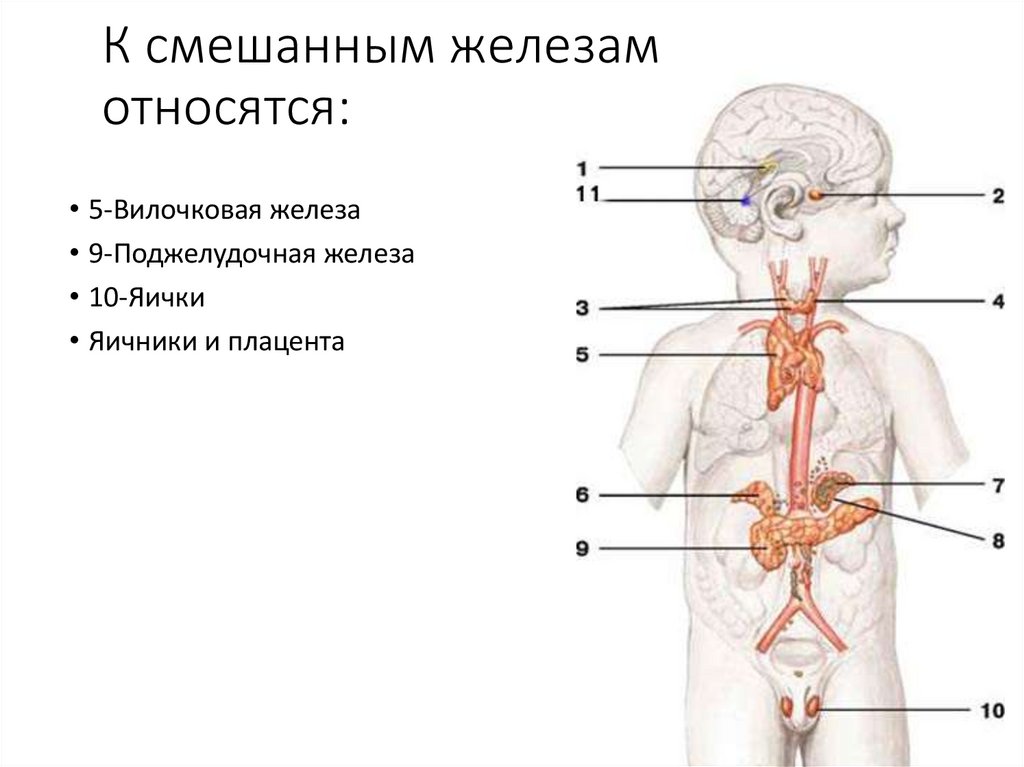 Яичники железы внутренней секреции