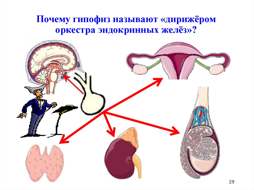 Главная железа