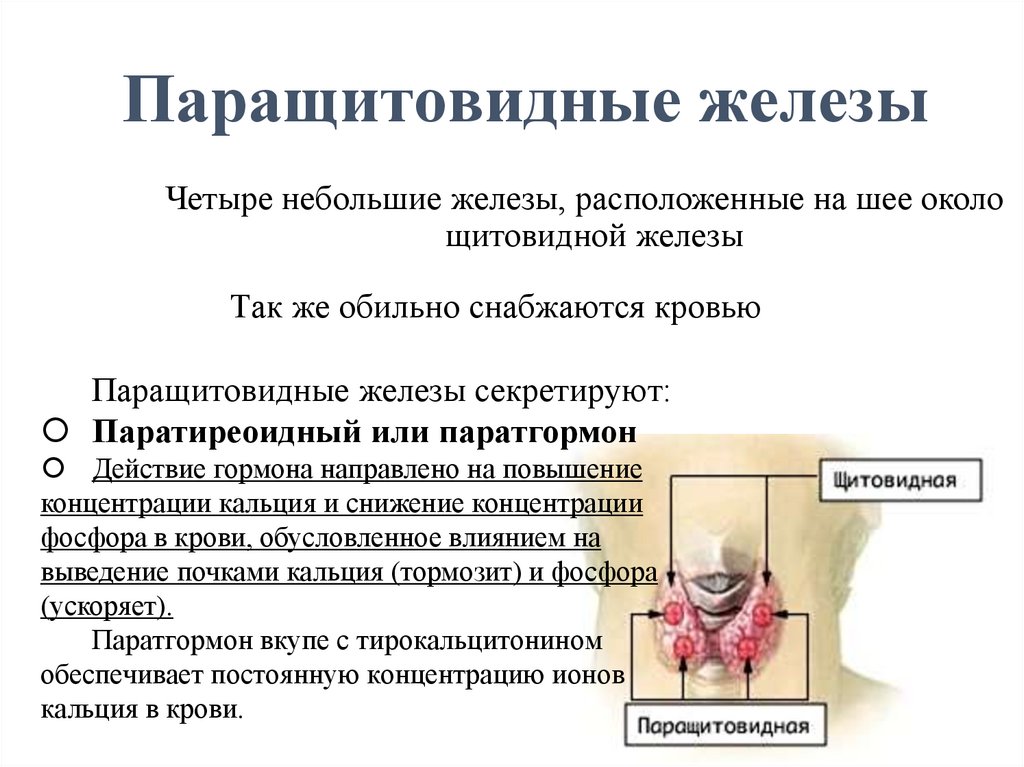 Снижение концентрации кальция в крови. Понижение кальция в крови. Концентрация кальция в крови. Эндокринная функция половых желез.