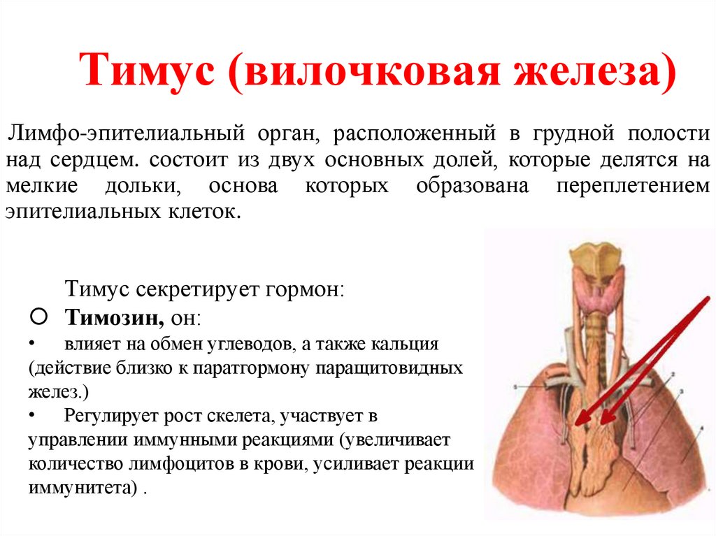 Печень железа внутренней секреции