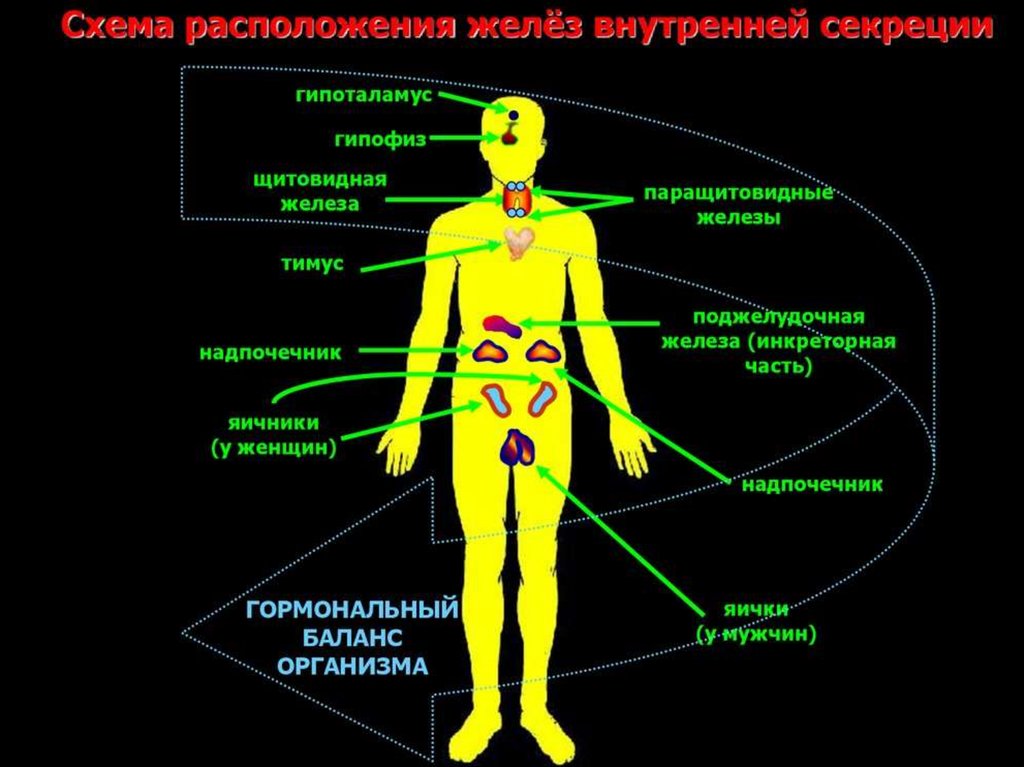 Эндокринная система презентация биология 9 класс