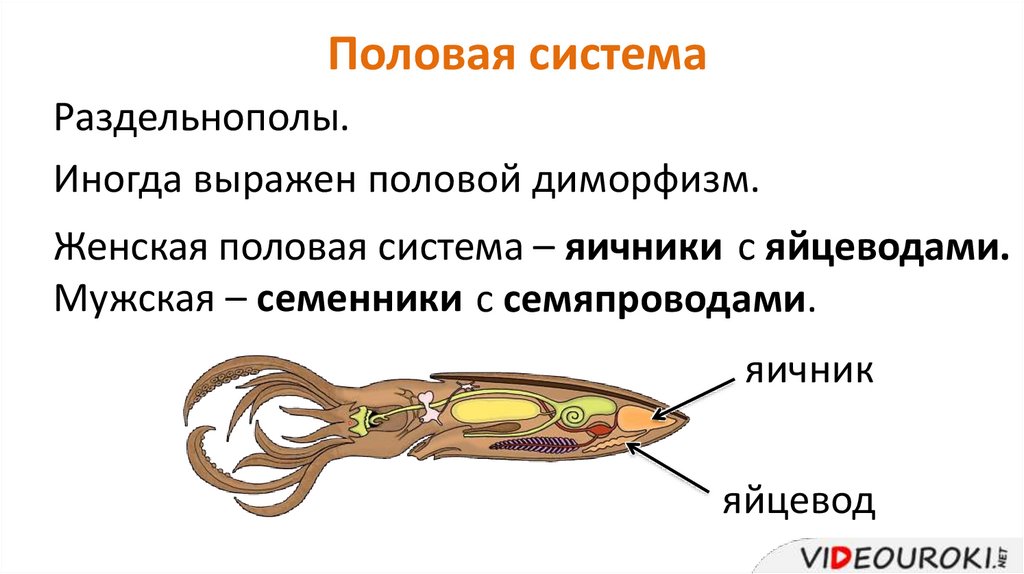 Класс головоногие пищеварительная система