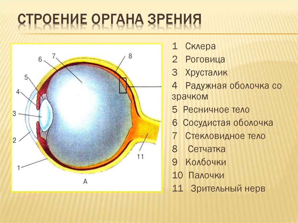 Схема органа зрения