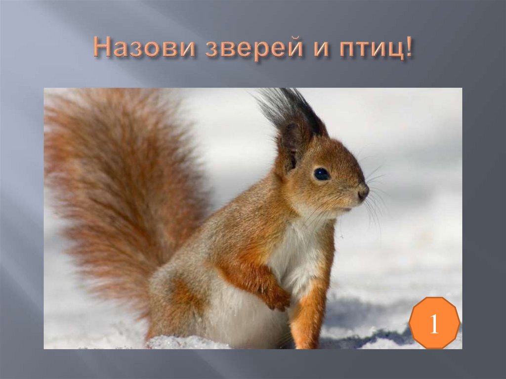 Назови зверей и птиц!