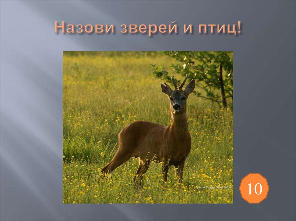 Назови зверей и птиц!