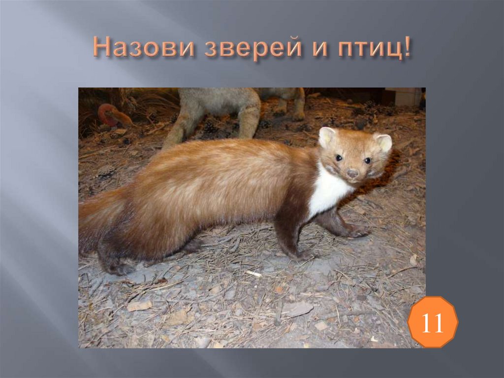 Назови зверей и птиц!