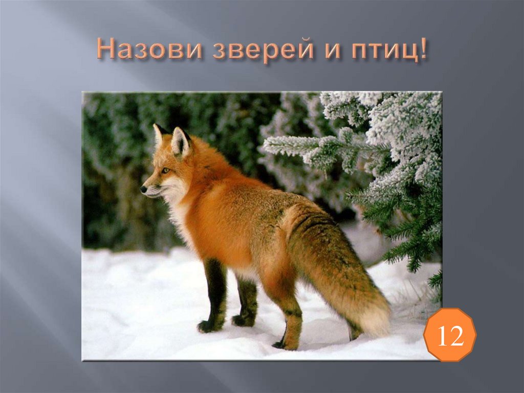 Назови зверей и птиц!