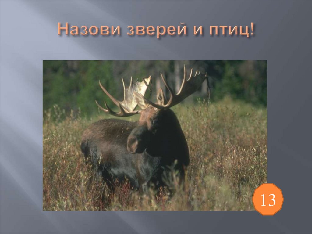 Назови зверей и птиц!