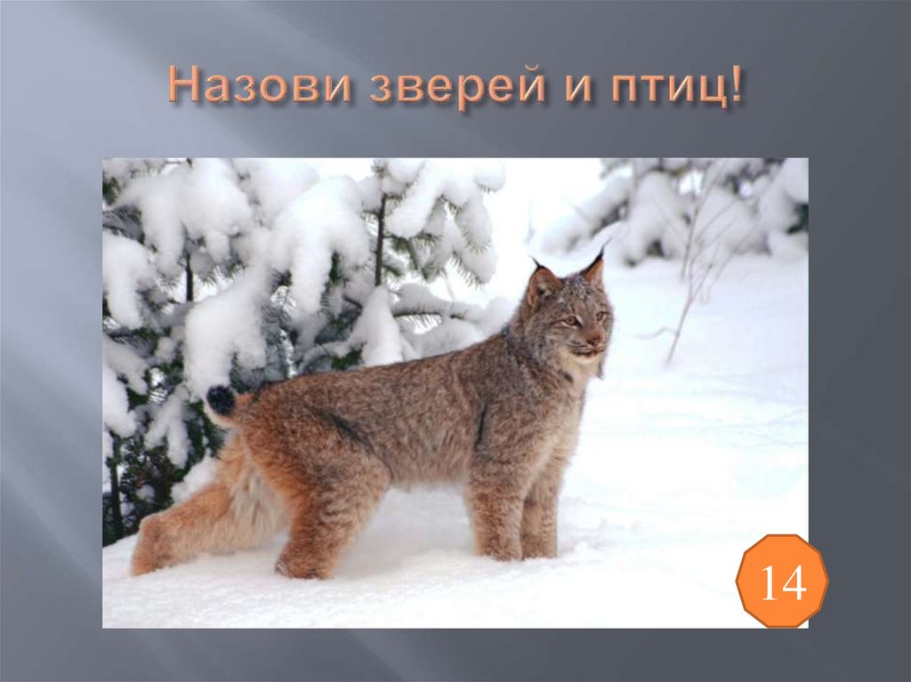 Назови зверей и птиц!