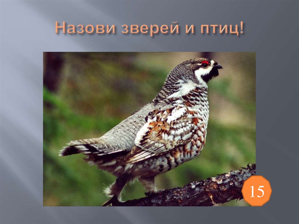 Назови зверей и птиц!