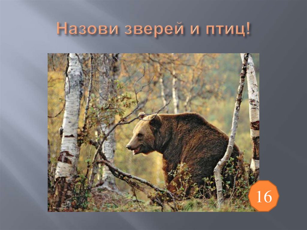 Назови зверей и птиц!