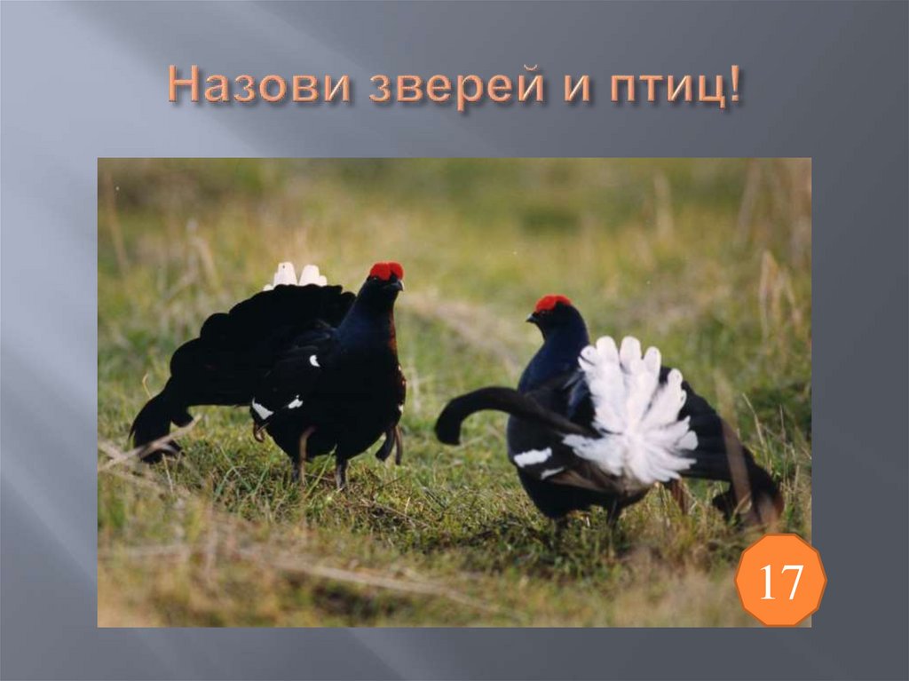 Назови зверей и птиц!