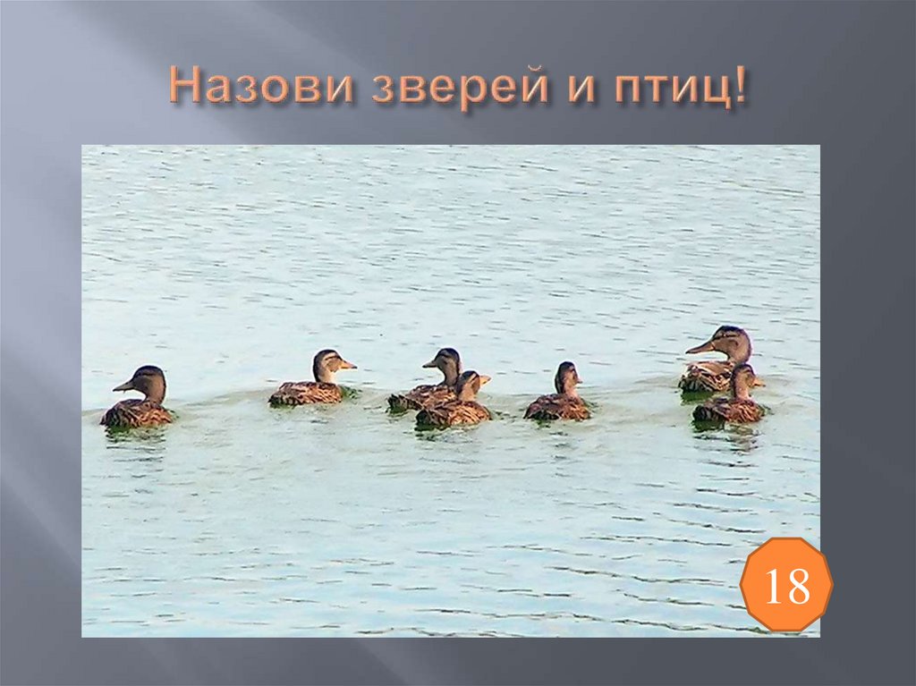 Назови зверей и птиц!