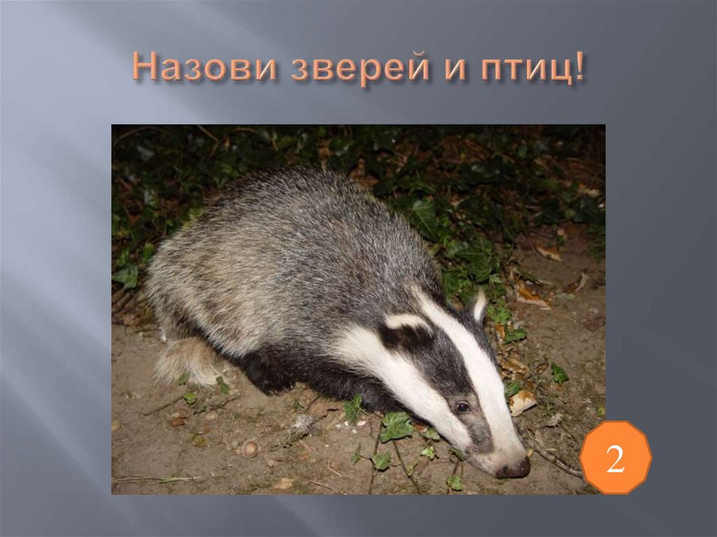 Назови зверей и птиц!