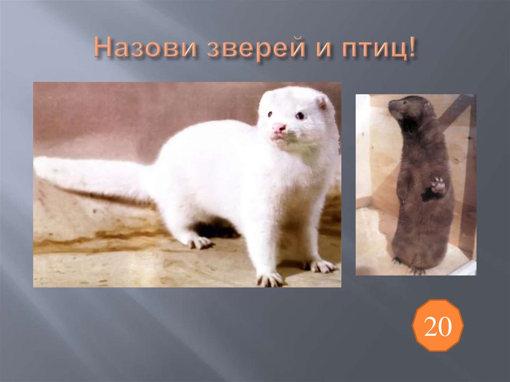 Назови зверей и птиц!