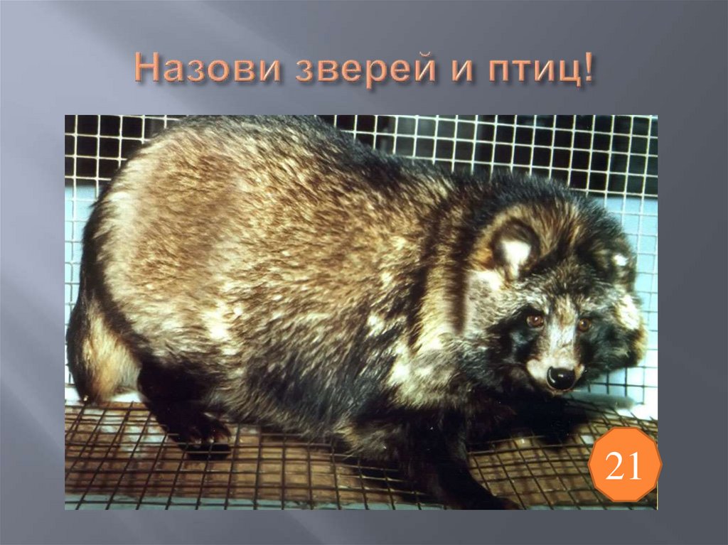 Назови зверей и птиц!