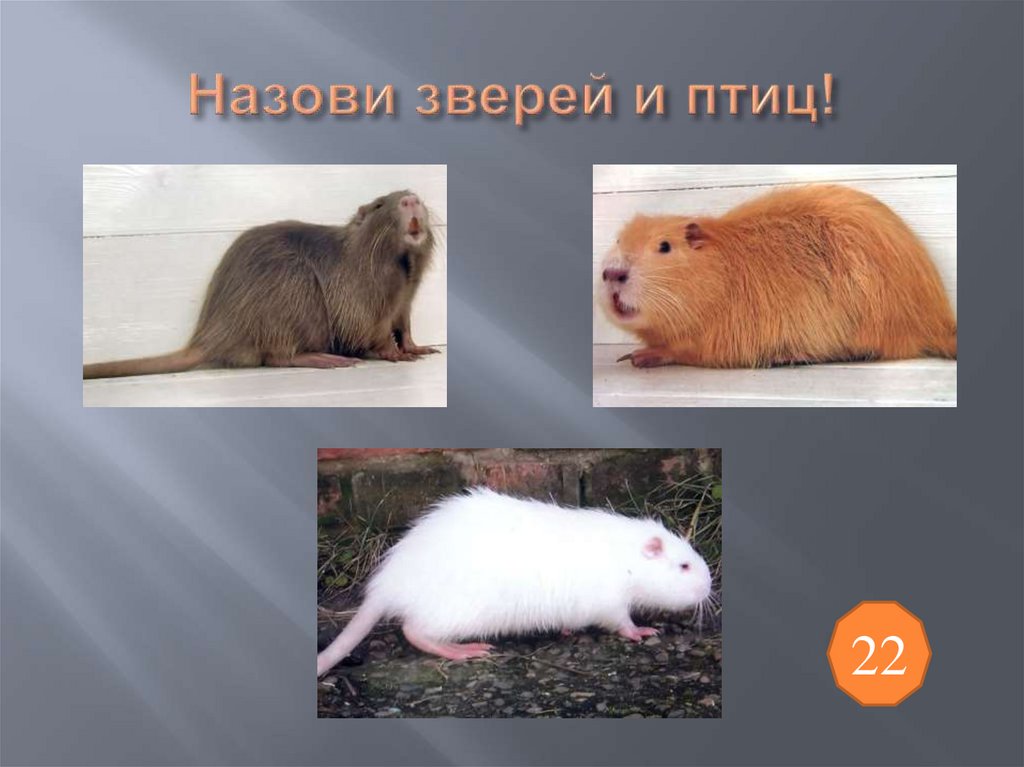 Назови зверей и птиц!