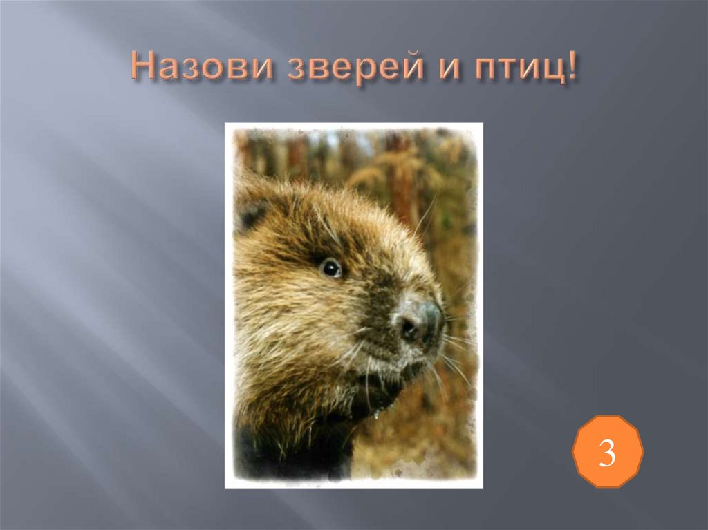 Назови зверей и птиц!