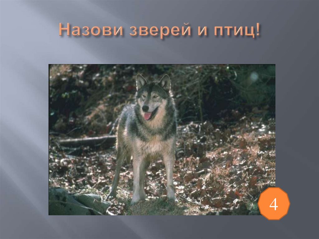 Назови зверей и птиц!