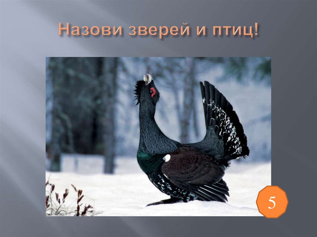 Назови зверей и птиц!