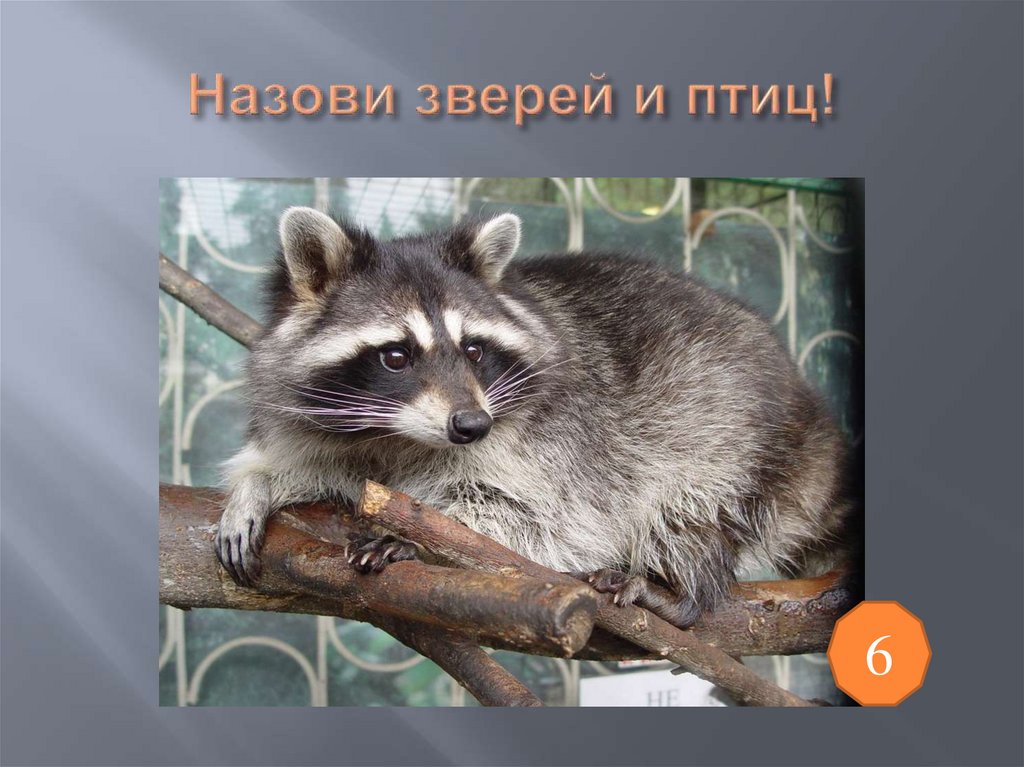 Назови зверей и птиц!