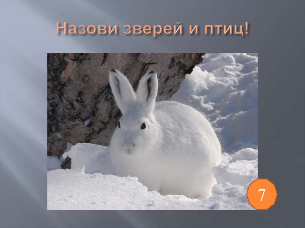 Назови зверей и птиц!