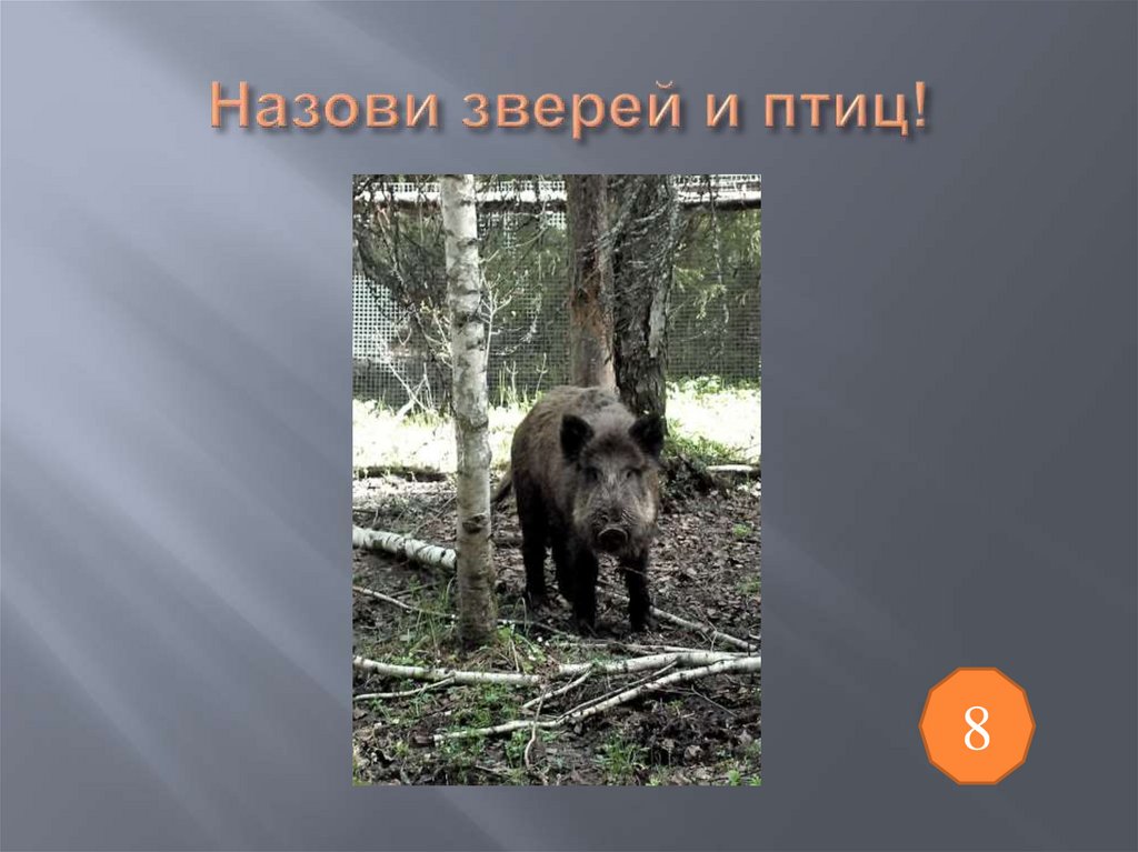 Назови зверей и птиц!