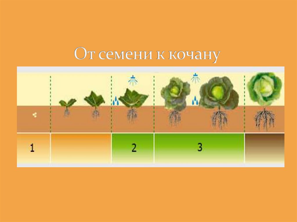 От семени к кочану