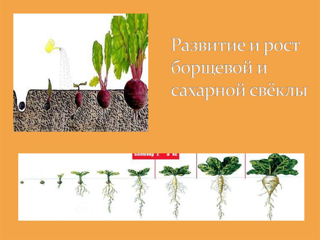 Развитие и рост борщевой и сахарной свёклы