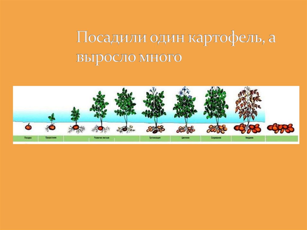 Растет много. Размножение и развитие растений 3 класс окружающий мир презентация.