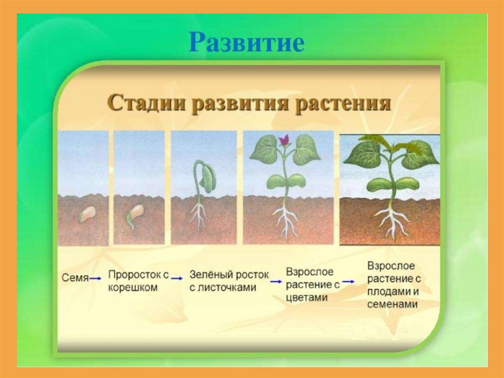 В чем заключается процесс развития для растения. Этапы развития растений. Этапы развития растения из семени. Стадии развития растения из семени. Последовательность развития растения.