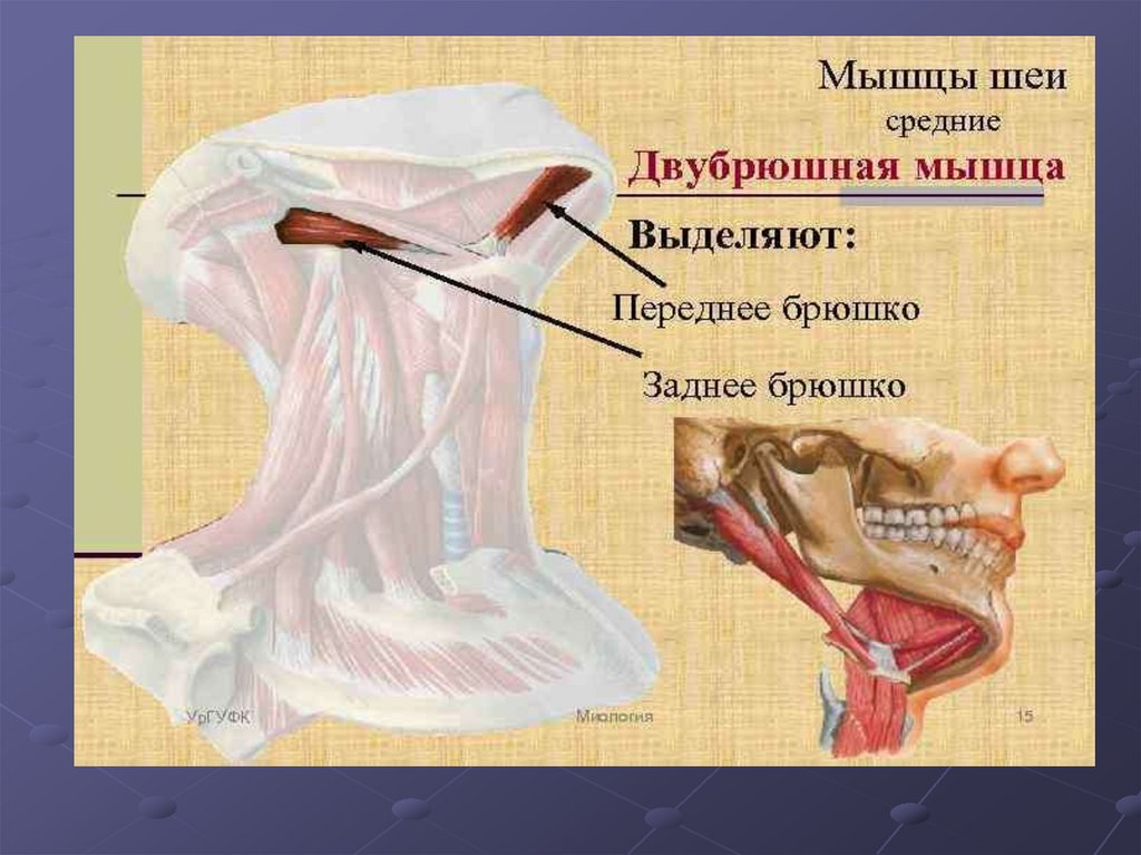 Двубрюшная мышца. Двубрюшная мышца m. digastricus. Мышцы шеи двубрюшная мышца. Заднее брюшко двубрюшной мышцы функции. Переднее брюшко двубрюшной мышцы.