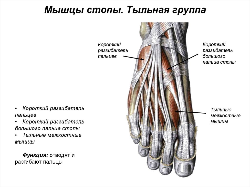 Мышцы стопы анатомия человека рисунок с подписями