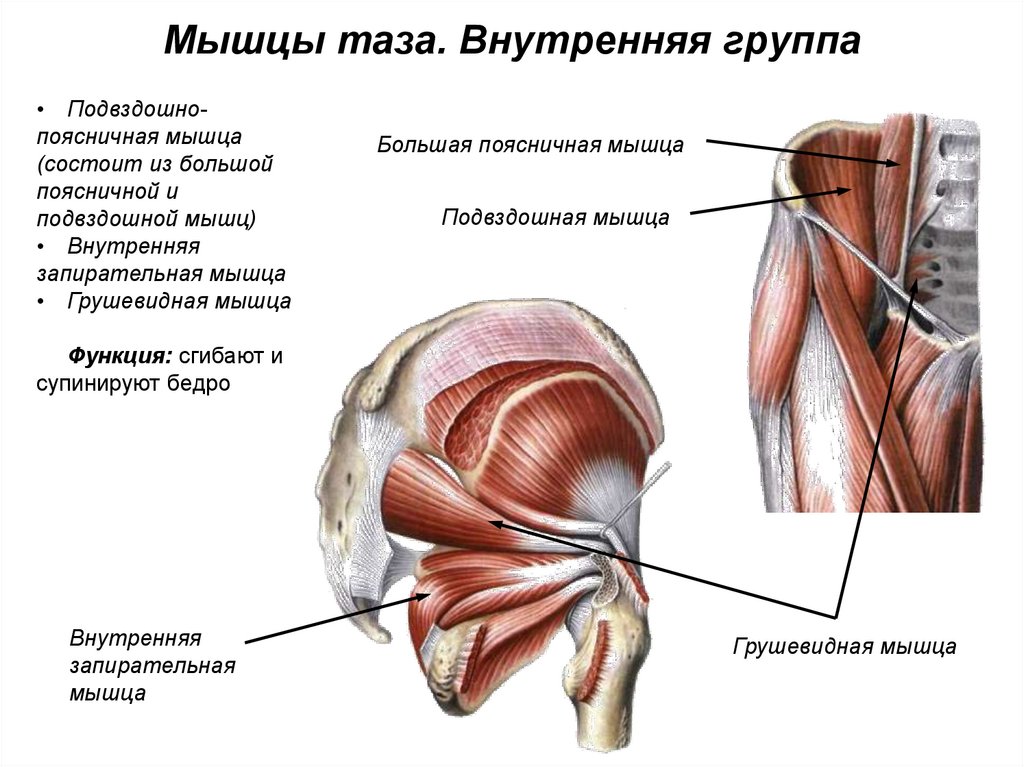 Мышцы супинирующие бедро