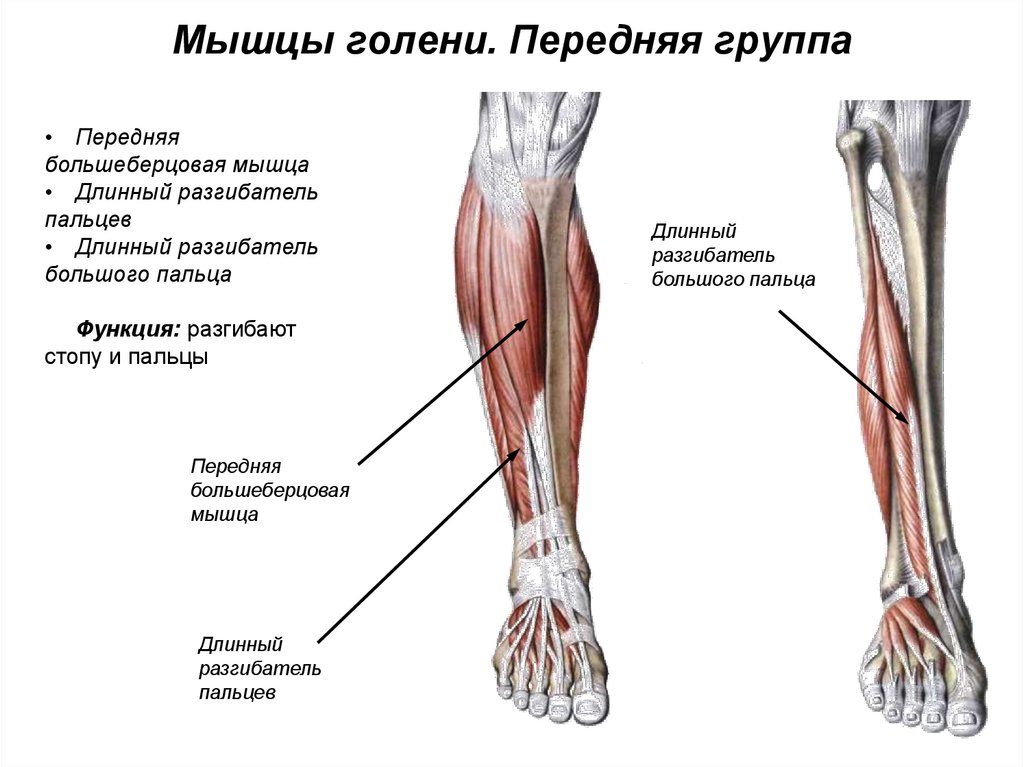 Где находится голень у человека картинка