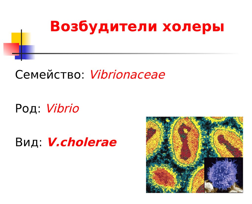 Возбудитель холеры рисунок