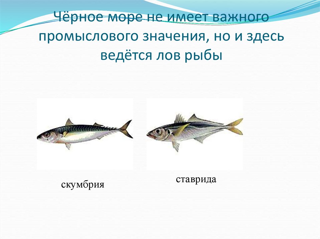 Чёрное море не имеет важного промыслового значения, но и здесь ведётся лов рыбы
