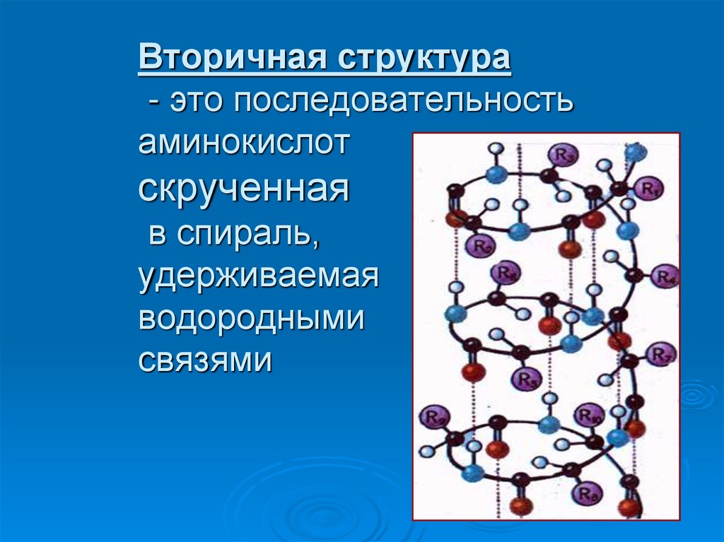 Вторичную структуру белка определяют. Вторичная структура аминокислот. Структура белка с водородными связями. Вторичная структура. Вторичное строение аминокислот.