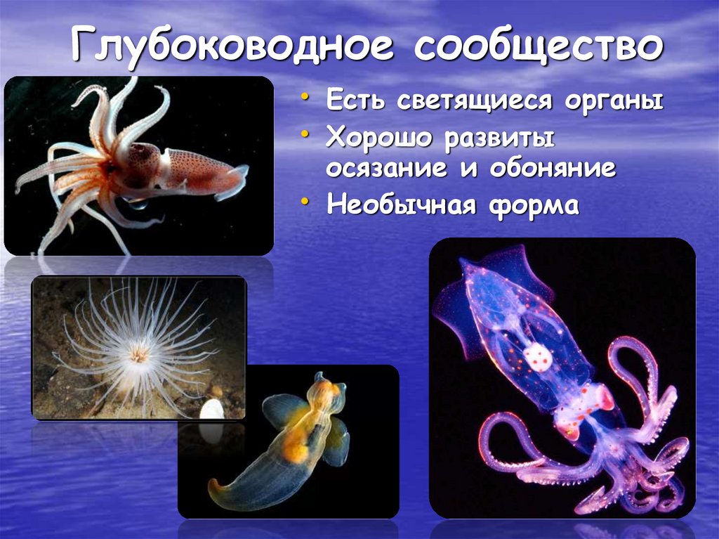 Особенности толще воды. Глубоководное сообщество обитатели. Организмы в морях и океанах. Жизнь организмов в морях и океанах. Биология жизнь в морях и океанах.